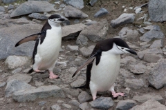 A couple of chinstrap penguins.