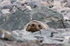 A fur seal taking cover from prying cameras.