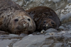 Karen and I on holiday. (Or it might be some Elephant seals - I'm not sure now).