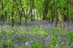 Blubells in Heartwood