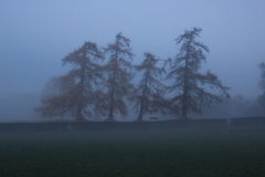 Misty Pines