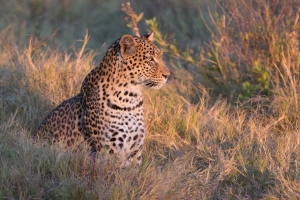 Leopard, Khwai