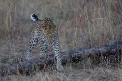 Vince's leopard, Moremi