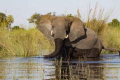 Elephant in the delta, Banana