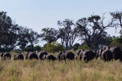 Parade of elephants, Kanana