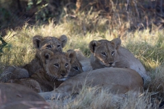 Lion cubs, Kanana