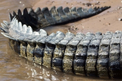 Croc, Chobe river