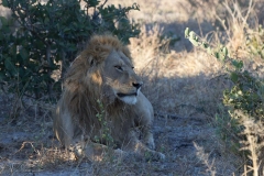 Young male lion, Savuti