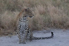 First Leopard, Savuti