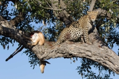 Leopard with kill, Savuti