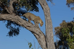 Descending leopard, Savuti
