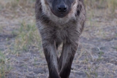Young Hyena, Savuti