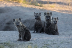 Hyena cubs, Savuti
