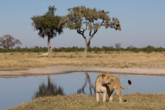Lioness, Savuti