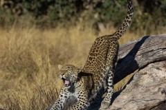 Stretching Leopard, Savuti