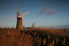 Norfolk Windmill reeds