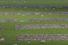 Derbyshire sheep fields