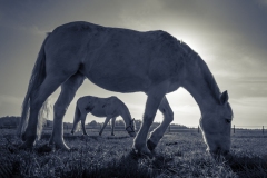 Horses-at-Sandridgebury