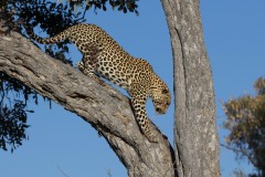 Leopard-in-Savuti-Botswana