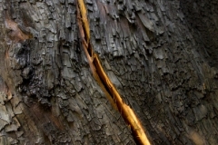 Split in burnt tree