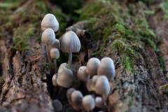 Fungi in Longspring wood
