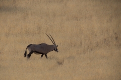 Lone oryx