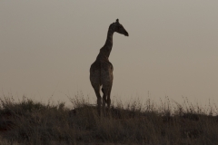 Giraffe at Sundown