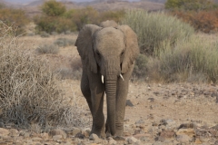 Desert adapted elephant