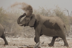 Elephant at Ombika
