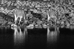Zebra by night