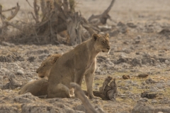 Lioness in Etosha