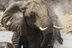 Splashing elephant