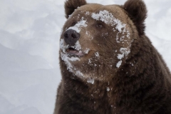 Brown bear at Polar zoo