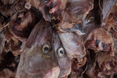 Fish heads