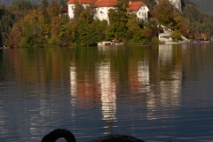 Lake Bled swan
