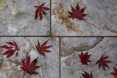 Fallen leaves on Marble