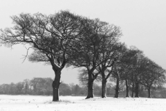 Snowbound tree line
